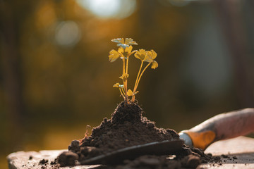 young sprout in soil on the scoop on the ground in the farm