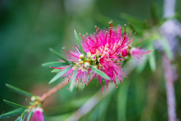 Close up pink bottlebrush or callistemon flower in garden