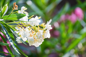 Close up several white oleander flowers or Nerium flower in bloom