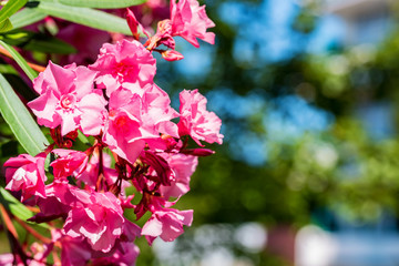 Close up several pink oleander flowers or Nerium flower in bloom