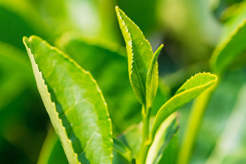 Close up green tea leaves in a tea plantation