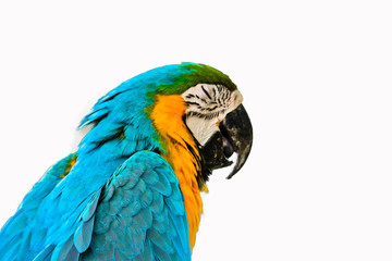 Blue and gold macaw isolated