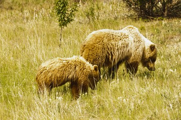 Grizzly cub following her mother