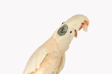 Moluccan cockatoo isolated