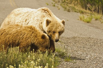 Grizzly sow and cub grazing
