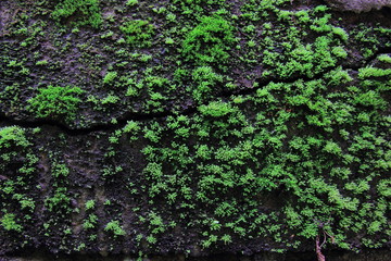  Green moss on the wall concrete for background.Green moss texture.