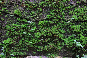  Green moss on the wall concrete for background.Green moss texture.