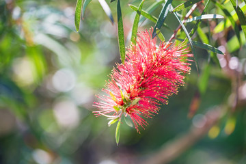 Close up red bottlebrush or callistemon flower in garden
