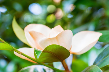 Close up beautiful white magnolia flower on a tree with green leaves.