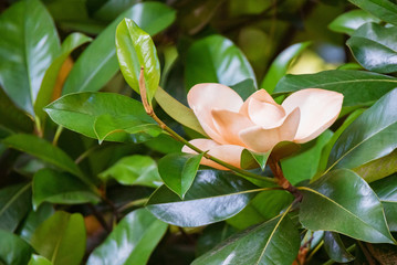 Close up beautiful white magnolia flower on a tree with green leaves.