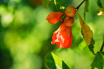 Several small red pomegranate flowers on tree
