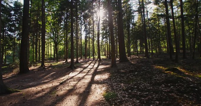 Slow motion POV shot of a person walking through a pine tree forest and sun shining through the foliage.