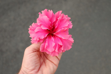 Pink hibiskus flower held in hand. © Daguimagery