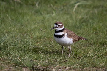 killdeer standing in the grass looking for food