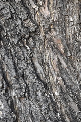 Texture tree wood background nature