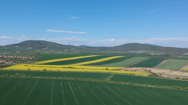 Aerial drone shot of beautifully yellow oilseed rape flowers in the field