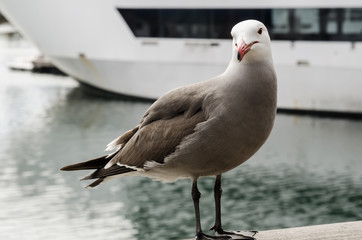 Seagull Looks at Camera