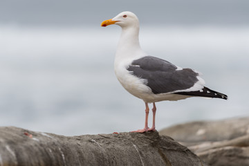 Seagull Medium Looking Out to Sea