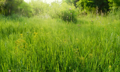 Uncut summer meadow. Nature background.
