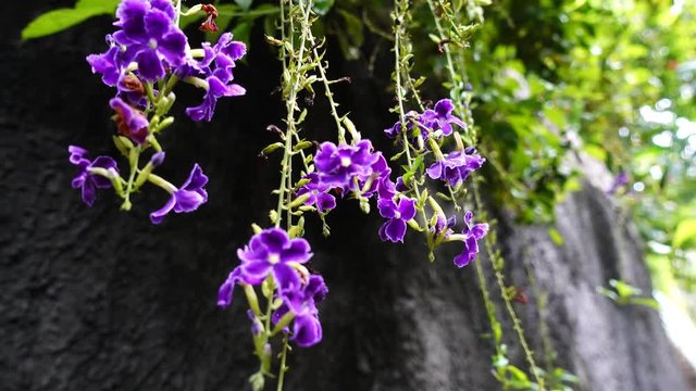 purple flower bossom at nuture forest video 4k format.