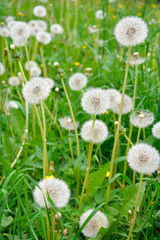 Fluffy white dandelion flowers with seeds on meadow. Dandelions field, sunny day