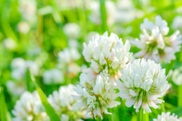 White clover aka Trifolium repens in grass on summer meadow. Shamrock flower