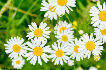 Fototapeta premium Medicine chamomile flowers. Aromatherapy by herbs camomile daisy flowers