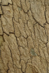 Texture tree