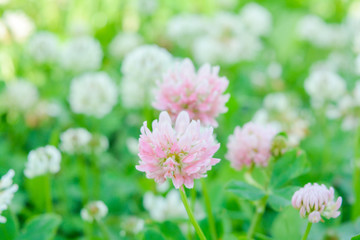 Pink clover aka Trifolium repens in grass on summer meadow. Shamrock flower