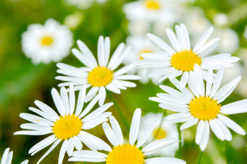 Fototapeta na wymiar Medicine chamomile flowers. Aromatherapy by herbs camomile daisy flowers