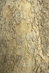texture of bark of tree