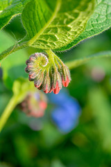Wild blue, purle, pink flowers like bell and buds on summer meadow. Wild flowers