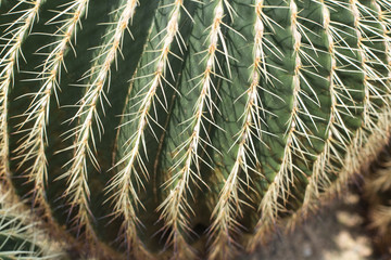 Cactus plant leaves pattern.