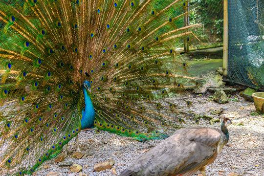 male peacock showing his beautiful tails and trying to catch the notice of a female