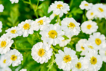 Fototapeta premium White and yellow flowers of Feverfew Pyrethrum or Tanacetum Corymbosum