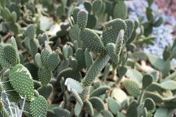Green pads on a prickly pear cactus. Opuntia cactus