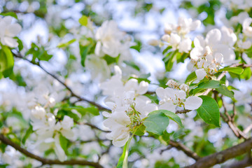Close up Apple tree branch with white flowers
