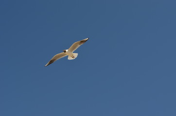 Obraz premium White Seagull against blue sky