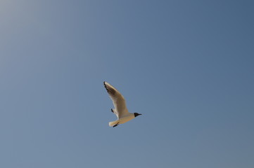 Fototapeta na wymiar White Seagull against blue sky
