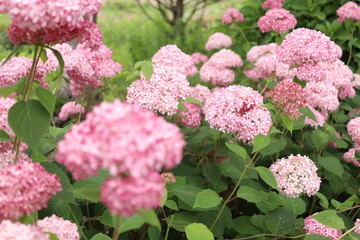 	ピンクの紫陽花　ピンクアナベル