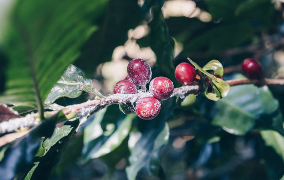 Fungus on coffee seed, lack of quality coffee. Cherry coffee beans on the branch of coffee plant before harvesting.