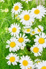 Fototapeta premium Medicine chamomile flowers. Aromatherapy by herbs camomile daisy flowers