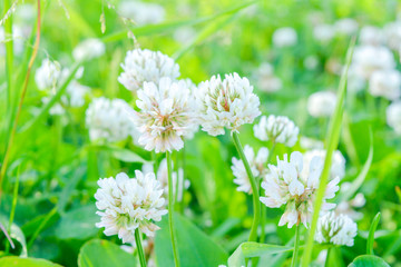 White clover aka Trifolium repens in grass on summer meadow. Shamrock flower