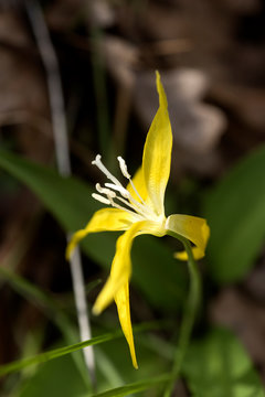 Glacier Lilly Near Rowena Crest in the Columbia Gorge, Oregon