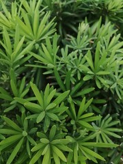 background of green leaves