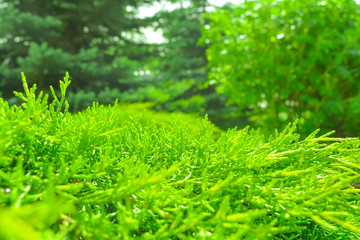Closeup of green leaves of Thuja as nature background or wallpaper texture