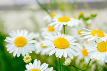 Fototapeta premium Medicine chamomile flowers. Aromatherapy by herbs camomile daisy flowers