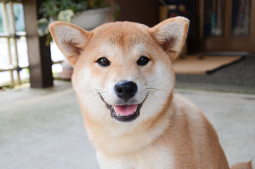 しば犬