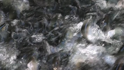 Close up and above water view of a school of Sockeye (Red) Salmon swimming in turbulent, shallow water to go upstream to spawn at Bear Lake near Seward, Alaska
