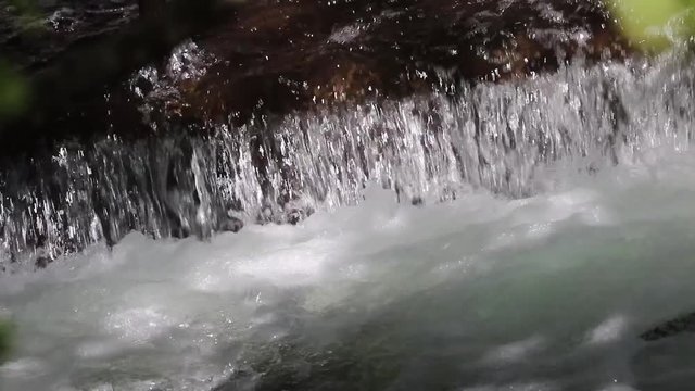 Closeup of Sockeye (Red) Salmon jumping up the fish ladder or waterfall of the weir in Alaska to spawn further upstream; Some fish fail to make it up the ladder; Branches and Leaves in Foreground